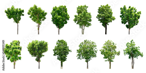 Collection Trees and bonsai green leaves. total 12 trees.  png  