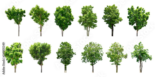 Collection Trees and bonsai green leaves. total 12 trees. (png)	