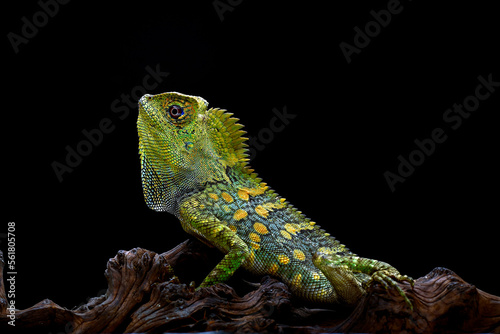 Forest dragon lizards in black background