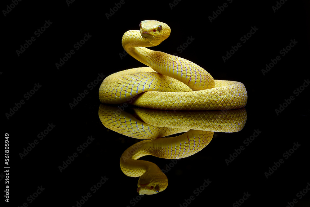 Obraz premium Yellow pit viper in defense mode