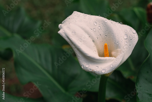 beautiful white lily flower with raindrops photo