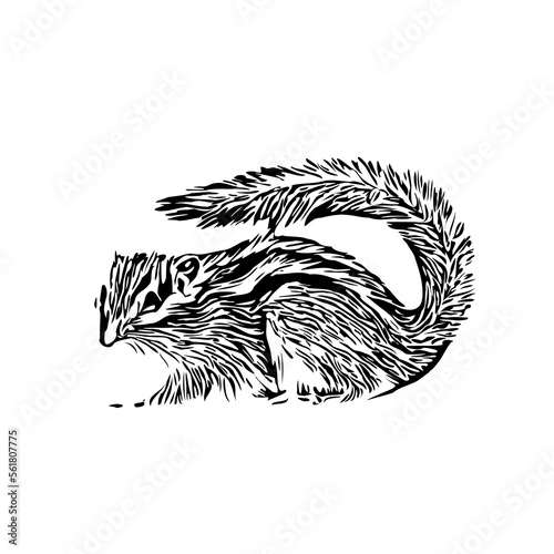 Squirrel black and white sketch with transparent background