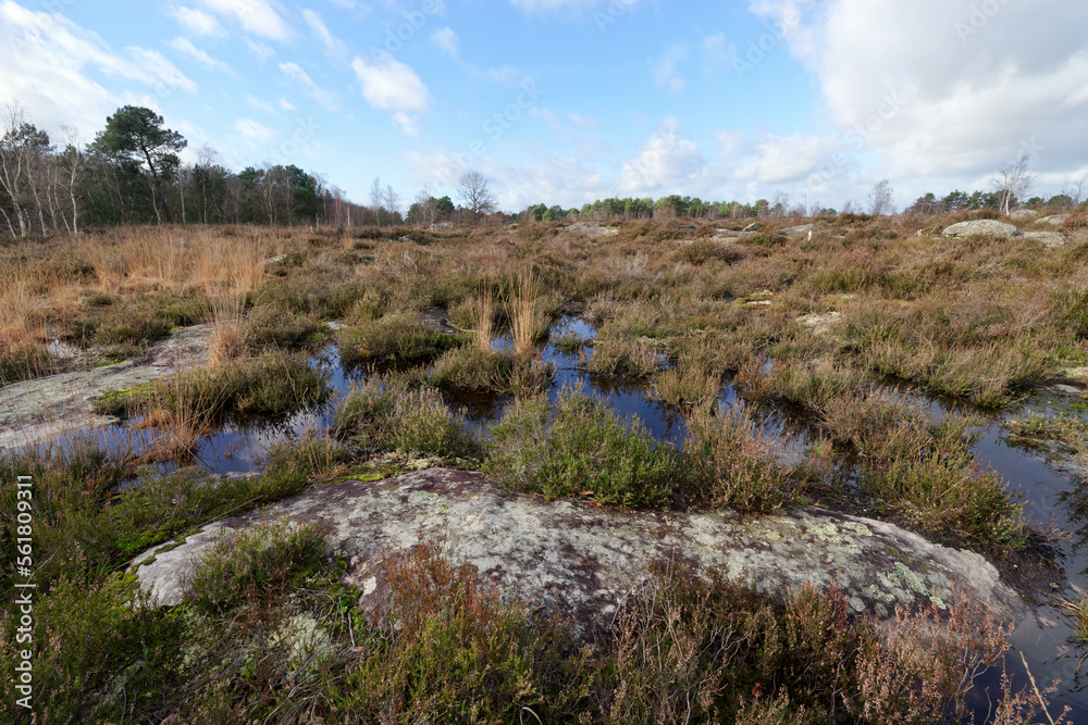 The Laris qui parle heathland in Fontainebleau forest