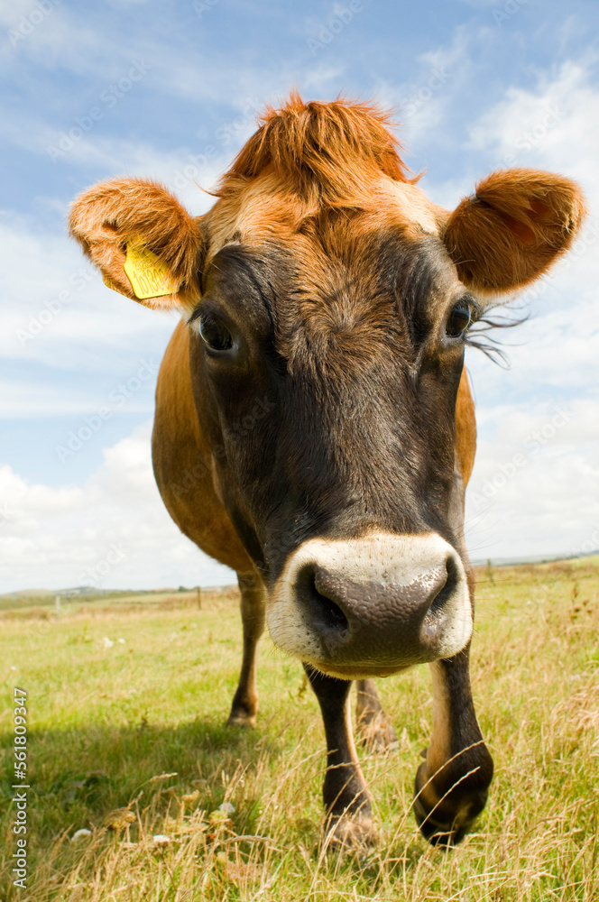 a cow coming towards you, wide angle, beautiful eyes. a cow coming towards you, wide angle, beautiful eyes.