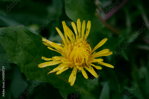 Close up photo of yellow dandelion flower that blooming in the garden