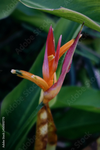 Close up photo of beautiful orange and red tropical flower. Heliconia