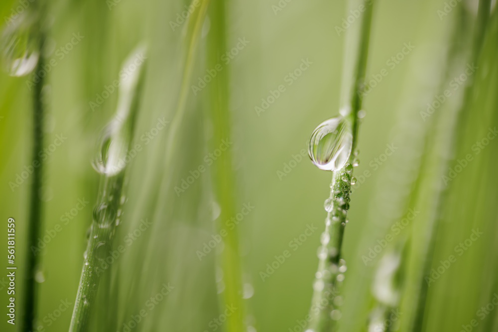 Green grass close-up super macro shooting. Green grass close-up super macro shooting.