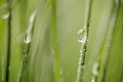 Green grass close-up super macro shooting.