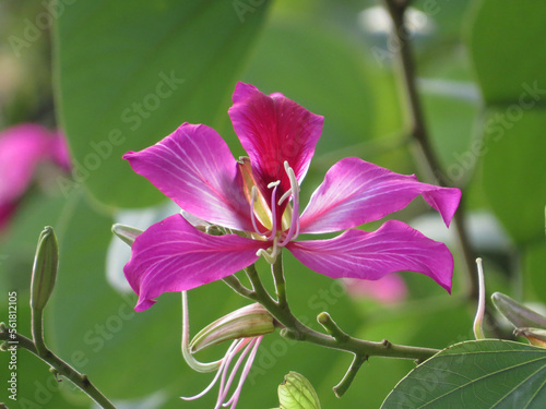 Bauhinia blakeana in purple, the city flower of Hong Kong photo