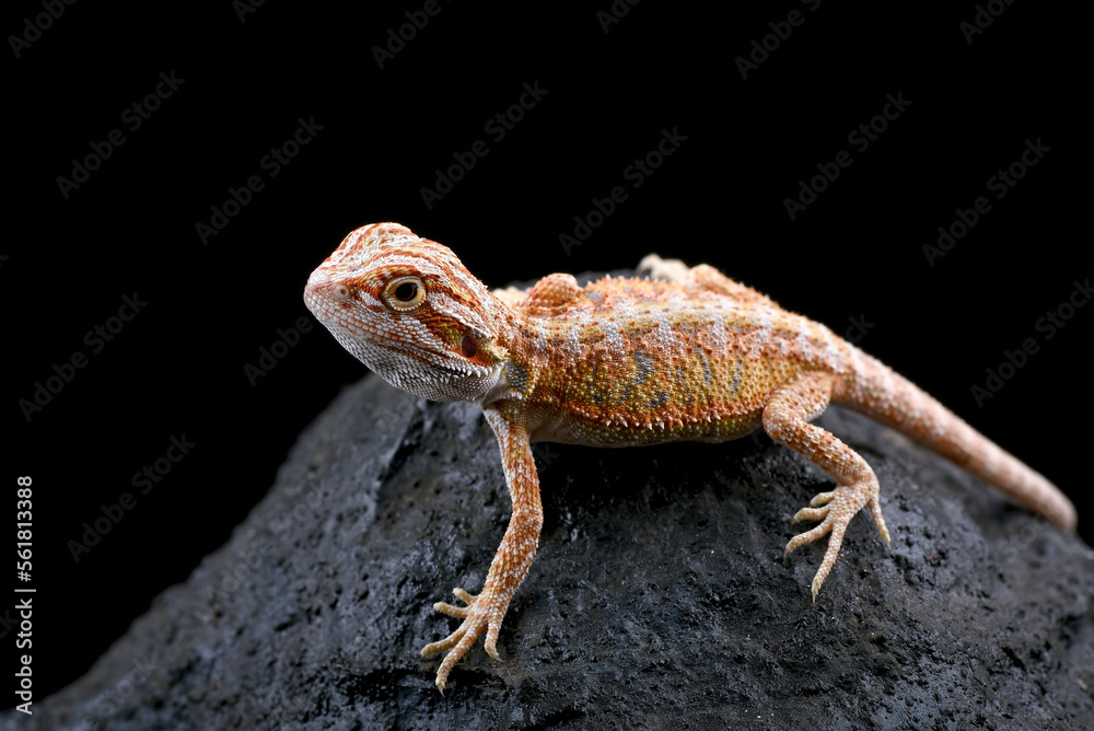Naklejka premium Bearded dragon on the rock with black background