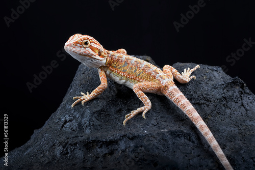 Bearded dragon on the rock with black background
