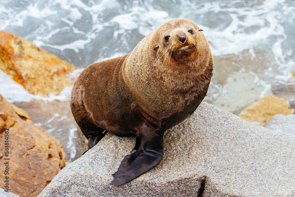 Naklejka premium Australian Fur Seal in Narooma Australia
