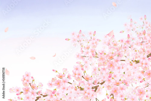 美しく華やかな桜の花と花びら舞い散る春の空色フレーム背景 素材イラスト 