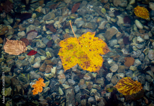 liść w wodzie, jesień