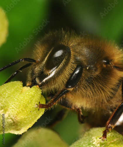A bee feeding on ivy