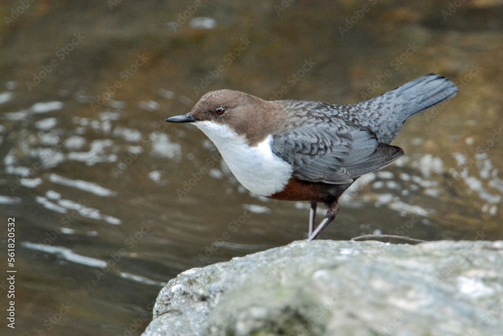 The white-throated dipper (Cinclus cinclus) standing on a stone with the river waters in the background in its typical environment, Italy
