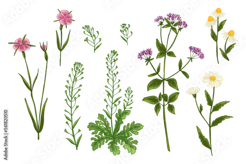Wild flowers and meadow grasses. Summer field flowers. Botanical illustration. Shepherd's purse, Corncockle, Chamomile, Oríganum