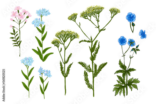 Wild flowers and meadow grasses. Summer field flowers. Botanical illustration. Cardamine pratensis, Myosotis, yarrow, Linum
