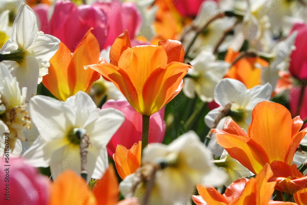 Tulpen Tulpen