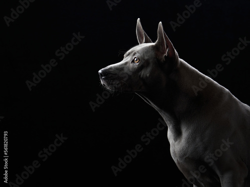nice dog on a black background. portrait. Gray Thai ridgeback in studio