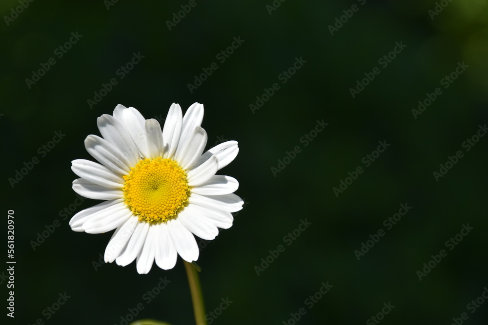 A daisy flower in the garden, Sainte-Apolline, Québec, Canada