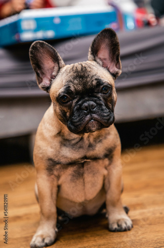 French bulldog puppy look sadly to the camera. © JuLady_studio