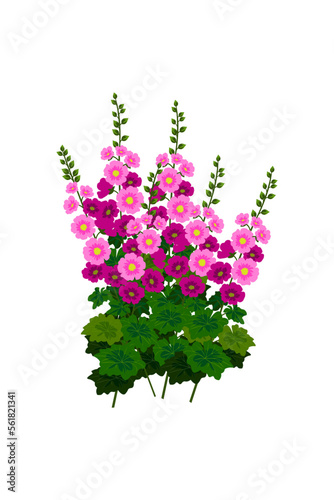 alcea rosea pink