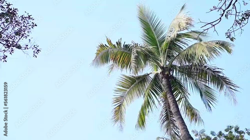 palm trees against blue sky. Palm tree in the sunshine and wind. Exotic Cilmate with Palm trees. India Relax Tourism Vacation. Idyllic with palm tree palm trees against blue sky. Palm tree in the sunshine and wind. Exotic Cilmate with Palm trees. India Relax Tourism Vacation. Idyllic with palm tree