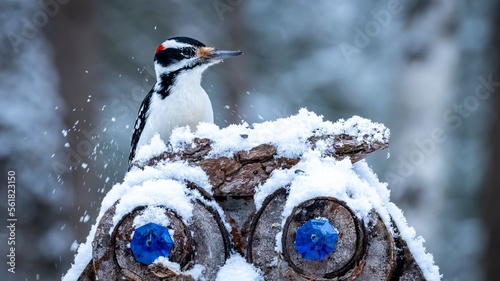 Male Hairy Woodpecker (Dryobates villosus) digging in the snow for food, on a wooden log sculpture, with snow in the air photo