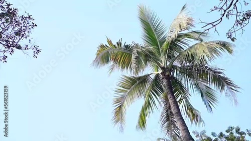 palm trees against blue sky. Palm tree in the sunshine and wind. Exotic Cilmate with Palm trees. India Relax Tourism Vacation. Idyllic with palm tree photo