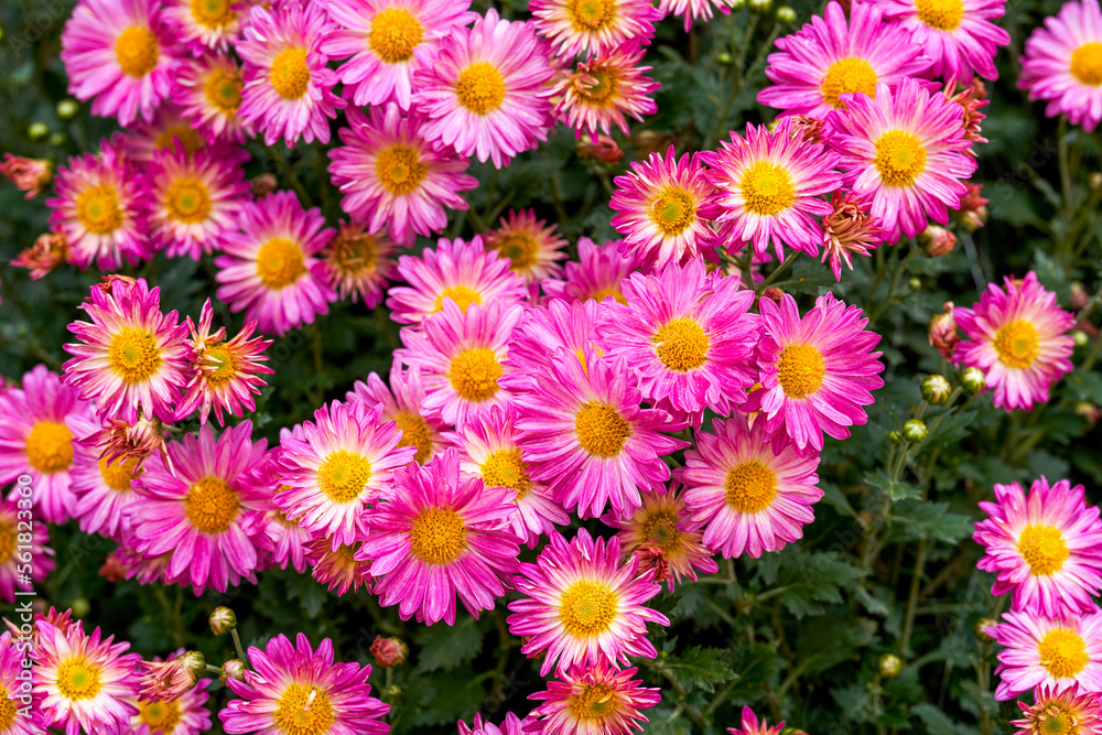 Blooming chrysanthemums planted in the garden Blooming chrysanthemums planted in the garden