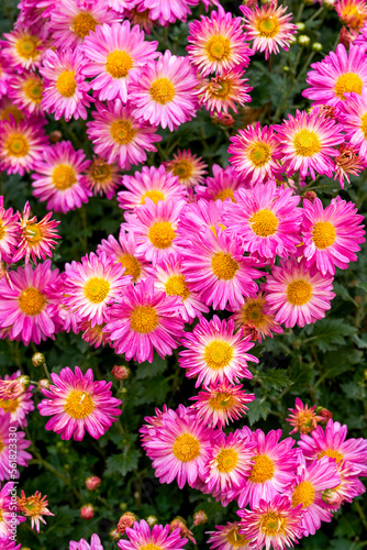 Blooming chrysanthemums planted in the garden