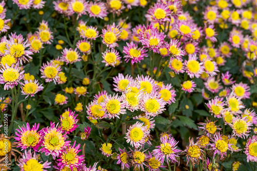 Fototapeta Naklejka Na Ścianę i Meble -  Blooming chrysanthemums planted in the garden