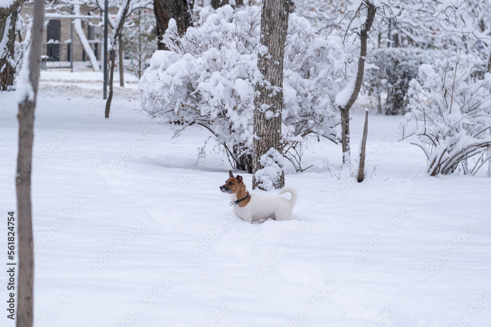 Jack Russell Terrier dog playing in the snow. Active walk with the dog in winter. Jack Russell Terrier dog playing in the snow. Active walk with the dog in winter.