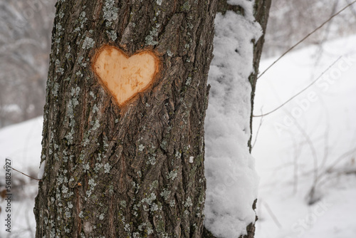 A heart carved on a tree. Heart as a symbol of love on a tree. Tree bark. valentine's day. A symbol of love. The pattern on the tree. The figure is made of wood. photo