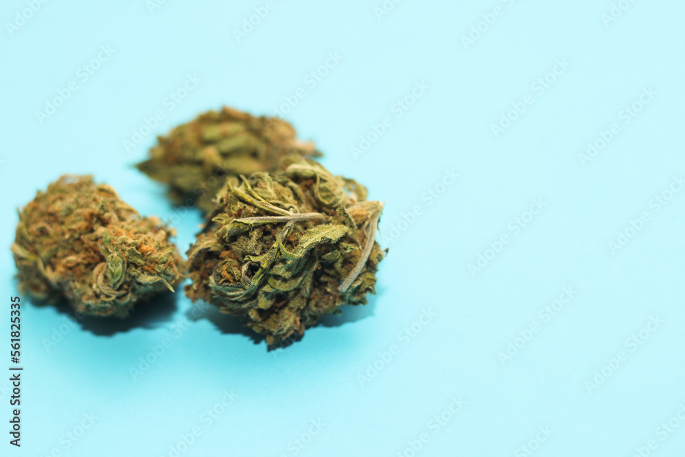 Medical marijuana, inflorescences of shinki weed plant on blue background. Medical marijuana, inflorescences of shinki weed plant on blue background.