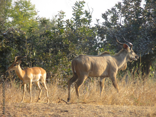 Impala and Kudu males right next to each other in South Luangwa National Park  Zambia