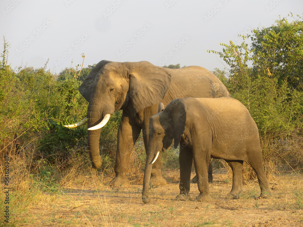 Elephant mother with calf in South Luangwa National Park, Zambia