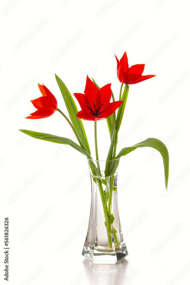 Bouquet of red tulips in a glass vase isolated on a white background