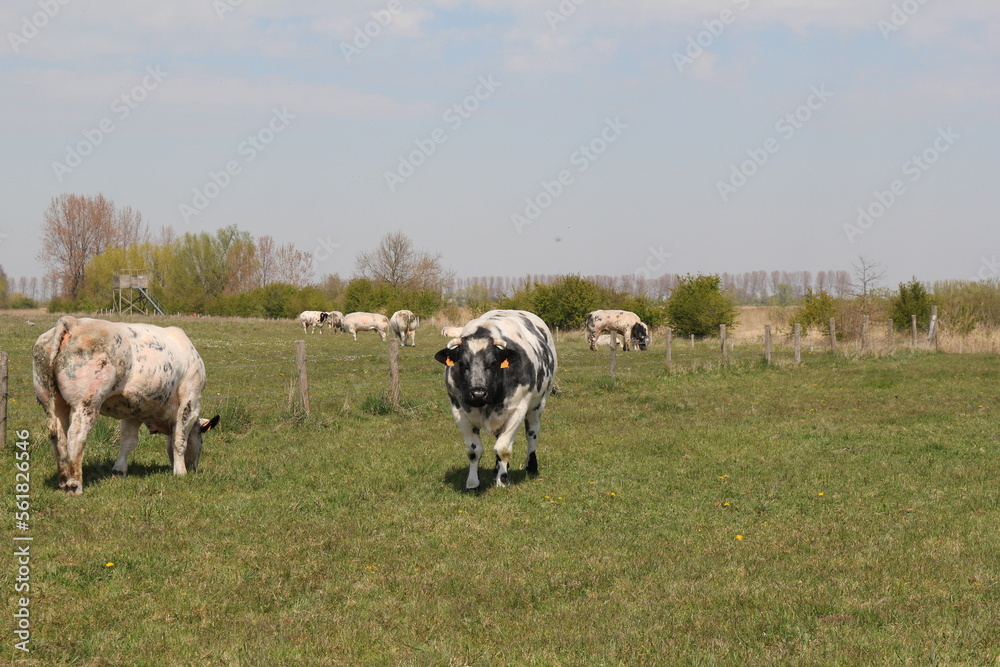 Obraz premium a dutch rural landscape with a herd of cows in a big green meadow in a nature reserve in springtime