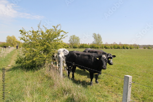 a big green meadow with a group of cows and a path for hikers between the fields in the dutch countryside in springtime    photo