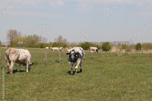 a dutch rural landscape with a herd of cows in a big green meadow in a nature reserve in springtime