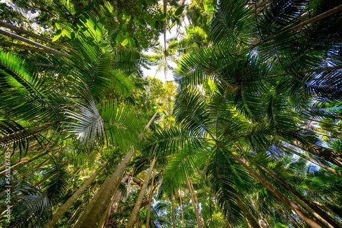 Palm grove section of the Tamborine National park  Queensland  Australia