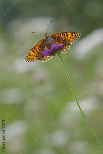 Papillon sur une fleur