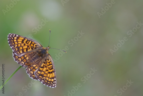 Papillon avec les ailes déployées