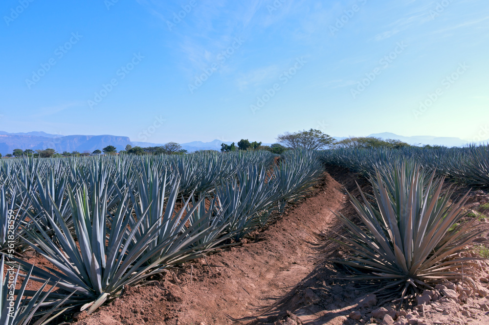 rows of blue agave plants in tequila production field outside tequila mexico