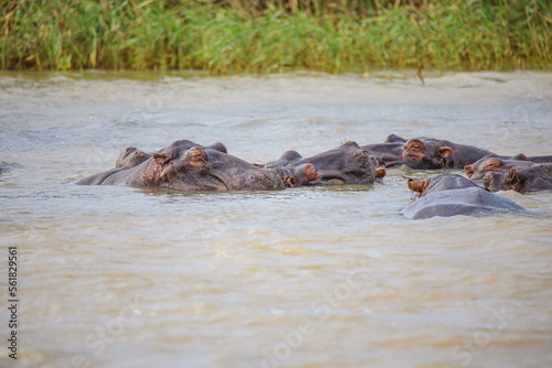 Hippo Safari