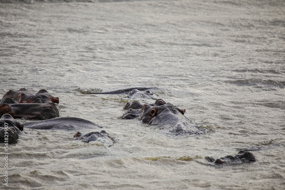 Fototapeta premium Hippo Safari