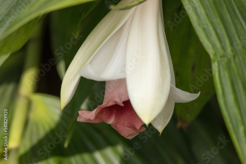 Fototapeta Naklejka Na Ścianę i Meble -  White flower in a garden