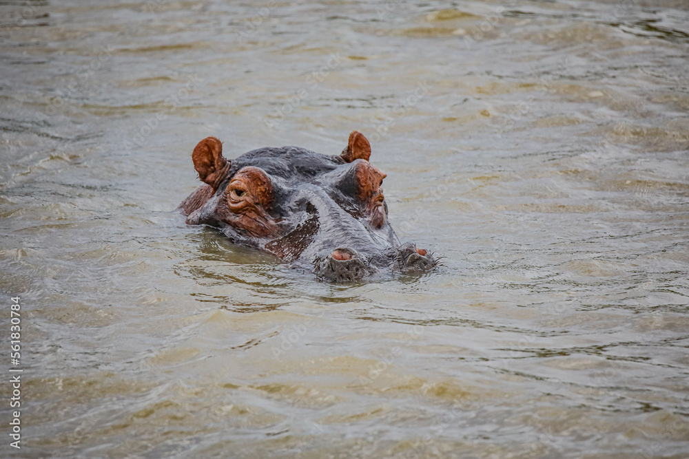 Fototapeta premium Hippo Safari